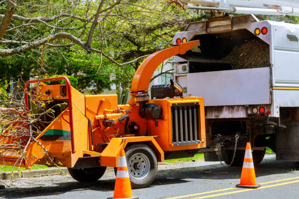 Why Choose Our Tree Removal Services in Camden, AL?