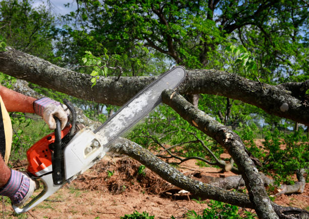 Best Fruit Tree Pruning  in Camden, AL